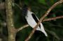 Trinidad2005 - 096 * Bearded Bellbird.